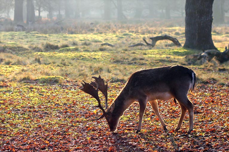 dunham massey national trust 1