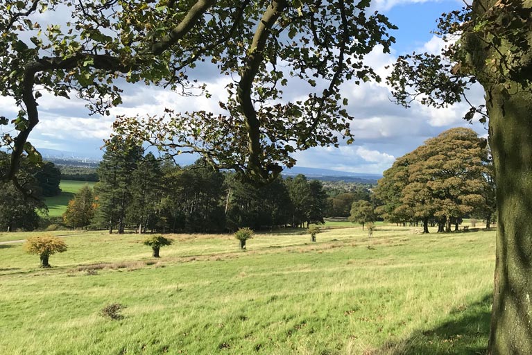 lime park trees ste waste management 2