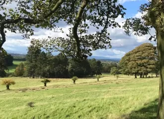 lime park trees ste waste management~1.jpg