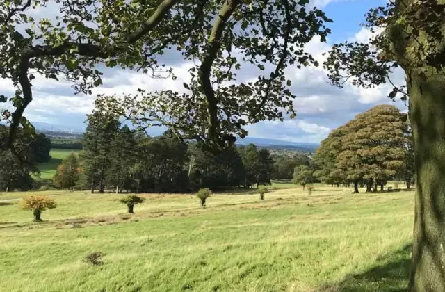 lime park trees ste waste management~1.jpg