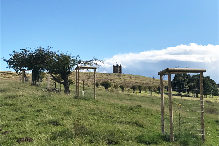 ste waste tree planting lyme park cheshire 1